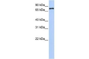 Western Blotting (WB) image for anti-Nuclear Receptor Subfamily 1, Group D, Member 1 (NR1D1) antibody (ABIN2458947) (NR1D1 anticorps)