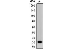 Western blot analysis of Nanos 1 expression in NIH3T3 (A) whole cell lysates. (Nanos Homolog 1 anticorps)