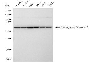 anti-Splicing Factor 3a, Subunit 3, 60kDa (SF3A3) antibody