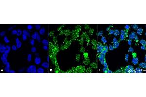 Immunocytochemistry/Immunofluorescence analysis using Mouse Anti-PP5 Monoclonal Antibody, Clone 2E11 . (PP5 anticorps  (APC))