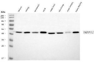 Western blot analysis of THAP11 using anti-THAP11 antibody (ABIN7599230). (THAP11 anticorps  (AA 1-294))
