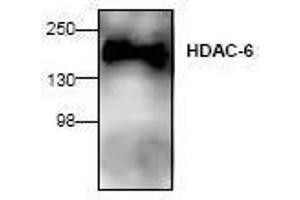 Image no. 1 for anti-Histone Deacetylase 6 (HDAC6) (N-Term) antibody (ABIN127242) (HDAC6 anticorps  (N-Term))