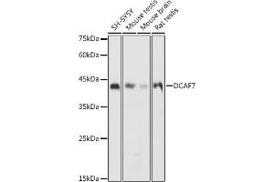 Western blot analysis of extracts of various cell lines, using DC antibody (ABIN6132184, ABIN6139432, ABIN6139434 and ABIN6222532) at 1:1000 dilution. (DCAF7 anticorps  (AA 1-342))