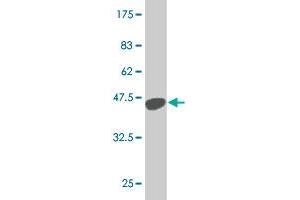 Western Blot detection against Immunogen (36.