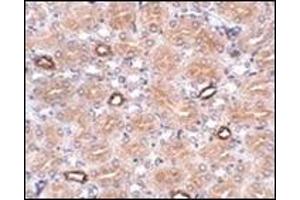 Immunohistochemistry of NOTUM in human brain tissue with this product at 2. (NOTUM anticorps  (N-Term))