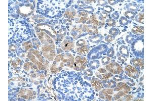 DCUN1D1 antibody was used for immunohistochemistry at a concentration of 4-8 ug/ml to stain Epithelial cells of renal tubule (arrows) in Human Kidney. (DCUN1D1 anticorps)