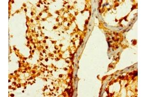 Immunohistochemistry of paraffin-embedded human testis tissue using ABIN7170691 at dilution of 1:100 (Stanniocalcin 1 anticorps  (AA 39-247))