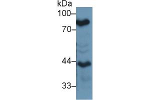 Western blot analysis of Mouse Lung lysate, using Mouse LTF Antibody (1 µg/ml) and HRP-conjugated Goat Anti-Rabbit antibody ( (Lactoferrin anticorps  (AA 550-707))