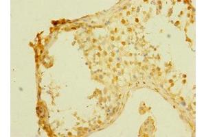 Immunohistochemistry of paraffin-embedded human testis tissue using ABIN7158910 at dilution of 1:100 (MPP6 anticorps  (AA 220-420))