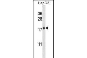 CYB5A Antibody (Center) (ABIN657954 and ABIN2846899) western blot analysis in HepG2 cell line lysates (35 μg/lane). (CYB5A anticorps  (AA 69-98))