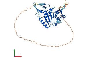 AlphaFold protein structure predicition of Mouse Recombinant Fbl Protein, UniprotID P35550