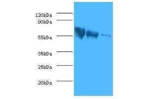 anti-Glyco Protein G (AA 20-459) antibody
