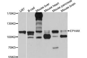 Western blot analysis of extracts of various cell lines, using EPHA8 antibody (ABIN5997684) at 1/1000 dilution. (EPH Receptor A8 anticorps)