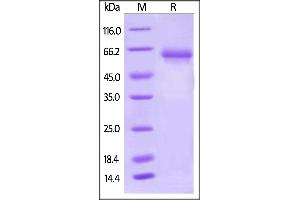 Biotinylated Human PD-L1, Fc,Avitag on  under reducing (R) condition.
