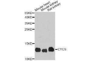 Western blot analysis of extracts of various cell lines, using CYCS antibody.