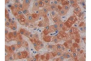 Detection of PTGES2 in Human Liver Tissue using Polyclonal Antibody to Prostaglandin E Synthase 2 (PTGES2)