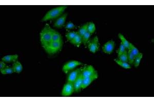 Immunofluorescent analysis of HepG2 cells using ABIN7149048 at dilution of 1:100 and Alexa Fluor 488-congugated AffiniPure Goat Anti-Rabbit IgG(H+L) (CRIPT anticorps  (AA 1-101))