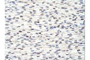 anti-RNA Binding Motif Protein 8A (RBM8A) (N-Term) antibody