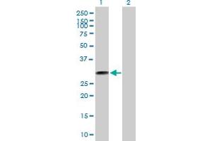 Western Blot analysis of THTPA expression in transfected 293T cell line by THTPA MaxPab polyclonal antibody. (THTPA anticorps  (AA 1-230))
