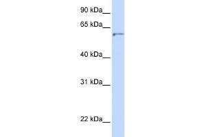 WB Suggested Anti-DHCR24 Antibody Titration:  0. (Seladin 1 anticorps  (N-Term))