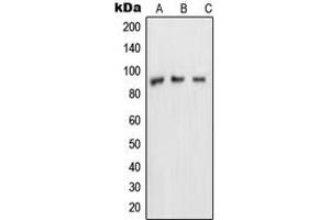 Western blot analysis of NUP88 expression in MDAMB453 (A), A431 (B), HeLa (C) whole cell lysates.