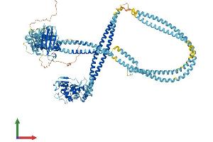 AlphaFold protein structure predicition of Mouse Recombinant Smc6 Protein, UniprotID Q924W5