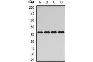 Western blot analysis of PNKP expression in A549 (A), HepG2 (B), mouse skeletal muscle (C), rat liver (D) whole cell lysates. (PNKP anticorps)