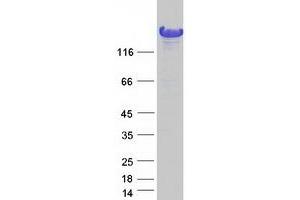 Validation with Western Blot