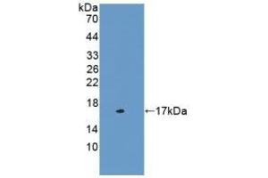 Detection of Recombinant CST3, Mouse using Polyclonal Antibody to Cystatin C (Cys-C) (CST3 anticorps  (AA 21-140))