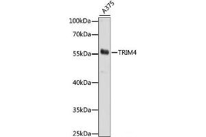 Western blot analysis of extracts of A375 cells using TRIM4 Polyclonal Antibody at dilution of 1:1000. (TRIM4 anticorps)