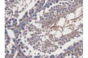 IHC-P analysis of Mouse Testis Tissue, with DAB staining. (TRERF1 anticorps  (AA 785-942))