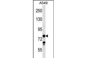 CCDC13 Antibody (N-term) (ABIN656615 and ABIN2845868) western blot analysis in A549 cell line lysates (35 μg/lane). (CCDC13 anticorps  (N-Term))