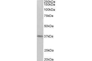 Western Blotting (WB) image for anti-Protein Arginine Methyltransferase 2 (PRMT2) antibody (ABIN5858030) (PRMT2 anticorps)