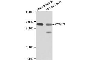 Western blot analysis of extracts of various cell lines, using PCGF3 antibody (ABIN4904703) at 1:1000 dilution. (PCGF3 anticorps)