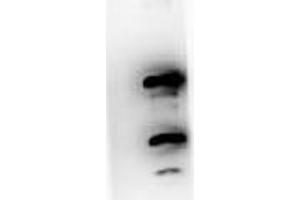 Western blot using  Immunochemicals Protein A purified Mouse Monoclonal anti-Pdcd4 pS457 antibody against recombinant PDCD4 protein. (PDCD4 anticorps  (pSer457))