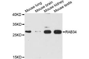 Western blot analysis of extracts of various cell lines, using RAB34 antibody. (RAB34 anticorps)