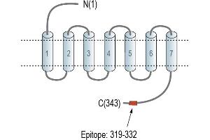 anti-G Protein-Coupled Receptor 81 (GPR81) (AA 319-332), (C-Term), (Intracellular) antibody