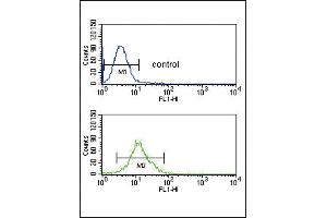 anti-SET and MYND Domain Containing 3 (SMYD3) (AA 7-35), (N-Term) antibody