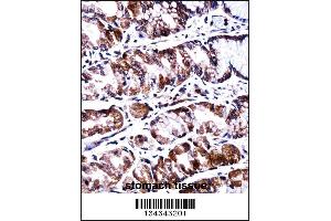 PPEF2 Antibody immunohistochemistry analysis in formalin fixed and paraffin embedded human stomach tissue followed by peroxidase conjugation of the secondary antibody and DAB staining. (PPEF2 anticorps  (AA 304-333))
