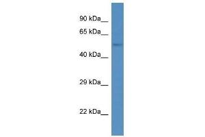 Western Blot showing Ankrd13d antibody used at a concentration of 1. (ANKRD13D anticorps  (Middle Region))
