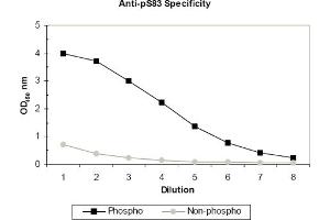 ELISA results of purified polyclonal anti-pS83 ASK-1 (aa 76-87) antibody tested against BSA conjugates of non-phospho and phospho forms of immunizing peptide. (ASK1 anticorps  (pSer83))