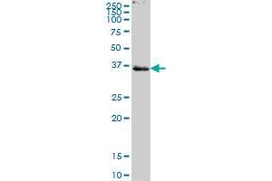 PTPLAD1 MaxPab polyclonal antibody. (PTPLAD1 anticorps  (AA 1-362))