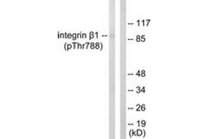 Western blot analysis of extracts from HeLa cells treated with UV 15', using Integrin beta1 (Phospho-Thr788) Antibody. (ITGB1 anticorps  (pThr788))