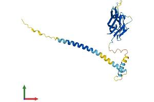 AlphaFold protein structure predicition of Mouse Recombinant Cd40lg Protein, UniprotID P27548