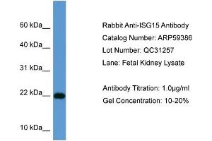 WB Suggested Anti-ISG15  Antibody Titration: 0. (ISG15 anticorps  (Middle Region))