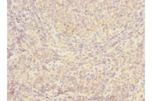 Immunohistochemistry of paraffin-embedded human tonsil tissue using ABIN7156093 at dilution of 1:100 (IGJ anticorps  (AA 23-159))