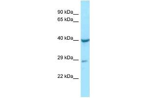 WB Suggested Anti-NAGA Antibody Titration: 1. (NAGA anticorps  (N-Term))