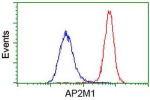 Flow cytometric Analysis of Hela cells, using anti-AP2M1 antibody (ABIN2454660), (Red), compared to a nonspecific negative control antibody, (Blue). (AP2M1 anticorps  (AA 97-383))
