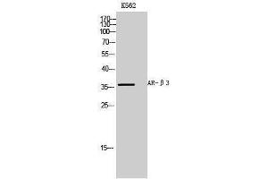 Western Blotting (WB) image for anti-Adrenergic, beta-3-, Receptor (ADRB3) (Internal Region) antibody (ABIN3173914) (ADRB3 anticorps  (Internal Region))