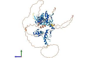 AlphaFold protein structure predicition of Mouse Recombinant Mynn Protein, UniprotID Q99MD8